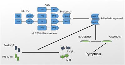 The NLRP3 Inflammasome and Its Role in T1DM